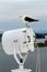 Seagull sitting on a large white search light on a passenger ship