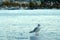 A seagull sitting on a metal mooring pylon in Lake Zurich in Switzerland with anchored boats on the left bank.