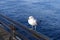 A seagull sitting on a metal rail with an water background or backdrop