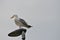 Seagull sitting on a modern LED lamppost against the back of a white sky