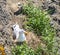 Seagull sitting on a nest on a rock hatching eggs.