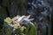 Seagull are sitting/nesting in the steep  rocky and mossy cliffs of Latrabjarg