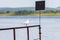 Seagull sitting on the parapet by the river. Seagull on the background of the river and mountains in the distance