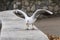 A seagull sitting on a pedestal