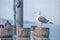 Seagull sitting on a pier