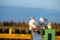 seagull sitting on a railing in a harbor