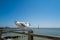 Seagull sitting on railings about to take off. Ramsgate harbour can be seen in the background. The sky is blue