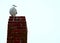 Seagull Sitting on Red Brick Chimney