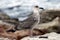 A seagull sitting on a rock