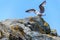 Seagull sitting on a rock