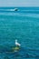 Seagull sitting on the rock, boat sailing