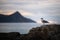 Seagull sitting on a rock at scenic Haukland Beach on Lofoten Islands in Norway during quiet and peaceful sunset