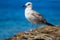 Seagull Sitting on Rocks