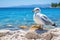 seagull sitting on rocks at lake shore on a sunny day