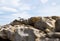 Seagull sitting on rocks with wondering look