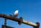 Seagull sitting on the rusty pole