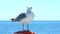 Seagull sitting on sailboat railing enjoying the ride