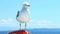 Seagull sitting on sailboat railing enjoying the ride