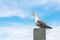 Seagull sitting and screaming on a gray concrete structure over blue sky on background