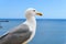 Seagull sitting on sea shore