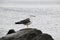 Seagull sitting on the stone of the sea of â€‹â€‹Japan on a cloudy spring day. Far East, Russia