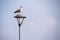 A seagull sitting on a street lamp