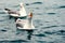 Seagull sitting on a surface with mouth wide open