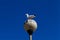 Seagull sitting on the top of the lamp. Blue sky with animal concept. Freedom concept with birds.