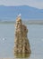 Seagull sitting on top of a tufa