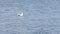 Seagull sitting on the water and floats on the