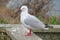 Seagull sitting on a wooden fence