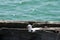 Seagull on the skeleton jetty, Busselton, WA, Australia