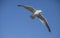 A seagull and the skies.