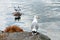 Seagull on small cliff