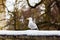 Seagull in the snow on a background of bare tree branches