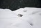 Seagull in snow blizzard