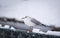 Seagull on a snowy fence in winter, good winter day