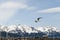 Seagull and snowy mountains