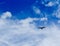 Seagull Soaring Across a Blue Cloud Filled Sky
