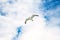 seagull soaring in blue sky with white clouds