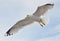Seagull soaring in the cloudly sky