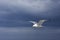 Seagull soaring in front of a dark blue cloudscape