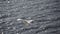 seagull soaring over the shimmering ocean