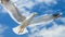 A seagull, soaring in the sky, seagull in flight on blue sky background