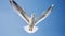 A seagull, soaring in the sky, seagull in flight on blue sky background