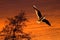 Seagull soaring during sunset