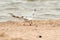 A seagull soaring to flight at the polish beach