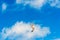 A seagull soars above the beach at Pendine Sands, Wales