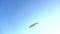 Seagull soars into the blue sky and hovers in the open space. Slow motion