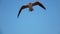 Seagull soars into the blue sky and hovers in the open space. Slow motion